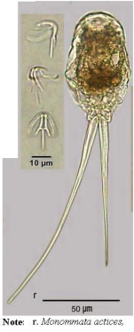 Monommata actices
