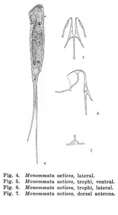 Monommata actices - Original description image
