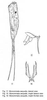 Monommata aequalis