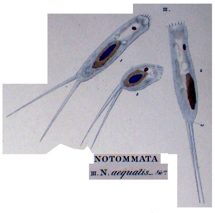 Monommata aequalis