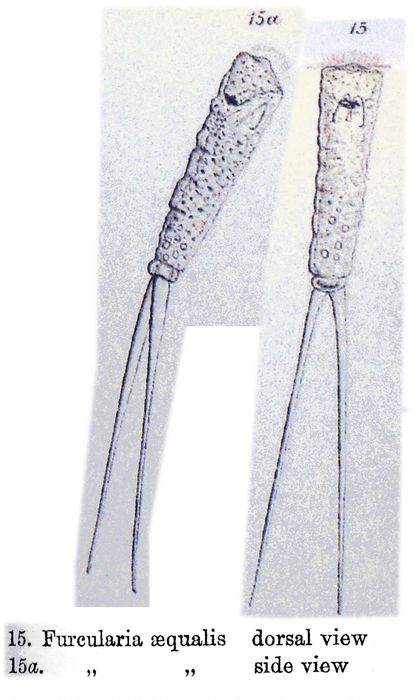 Monommata aequalis