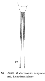 Monommata aequalis