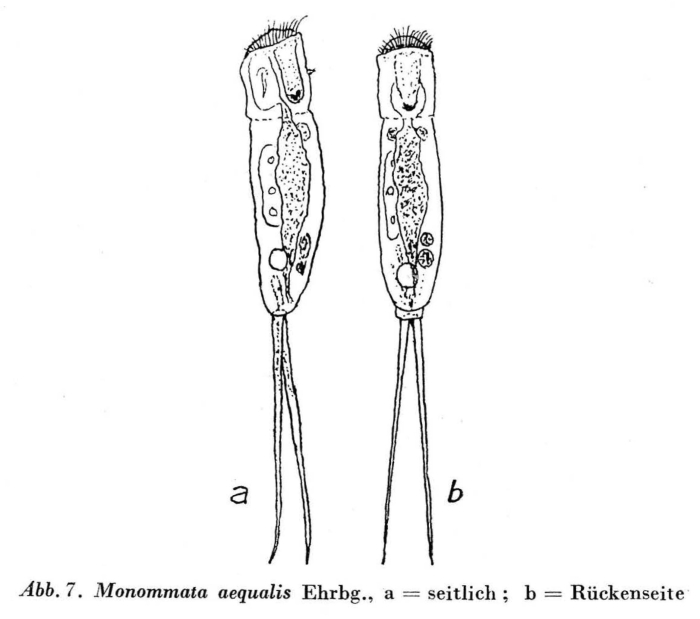 Monommata aequalis