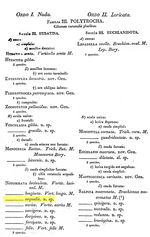 Monommata aequalis - Original description image