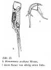 Monommata aeschyna