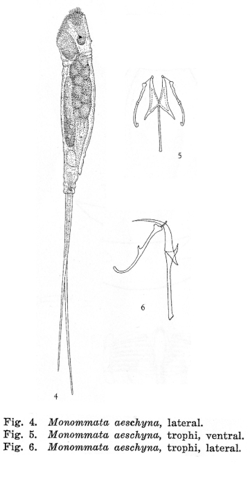 Monommata aeschyna - Original description image