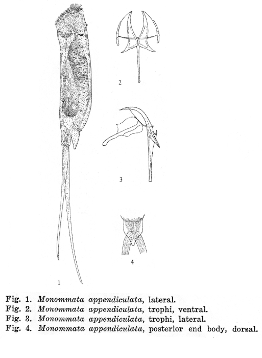 Monommata appendiculata