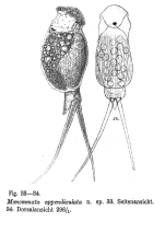 Monommata appendiculata - Original description image