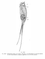 Monommata arndti