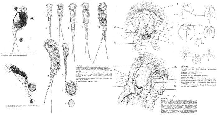 Monommata arndti