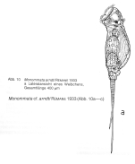 Monommata arndti
