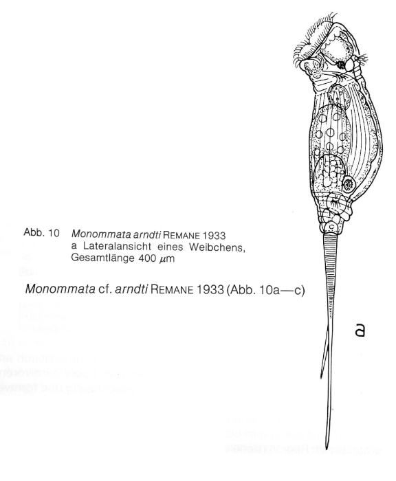 Monommata arndti