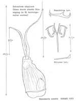 Monommata arndti