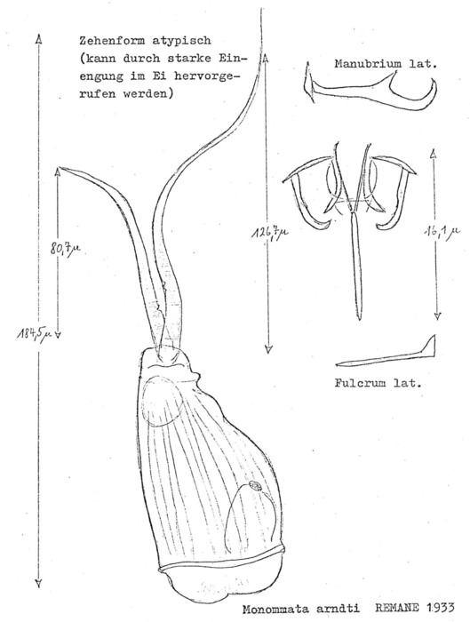 Monommata arndti