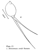 Monommata arndti