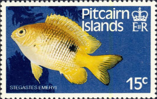 Stegastes emeryi Stegastes emeryi
