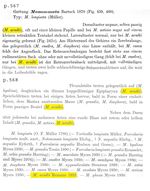 Monommata arndti - Original description image