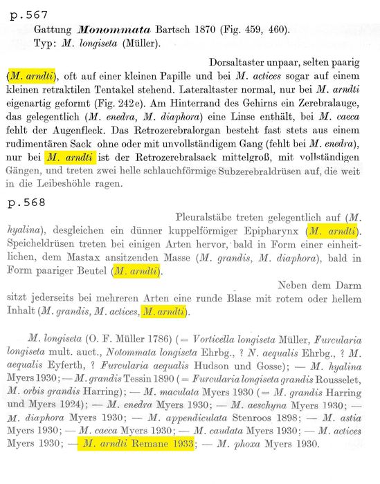 Monommata arndti - Original description image