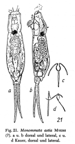 Monommata astia