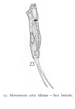 Monommata astia