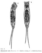 Monommata astia