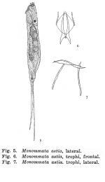 Monommata astia - Original description image