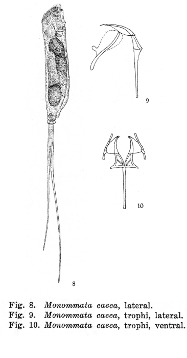 Monommata caeca - Original description image