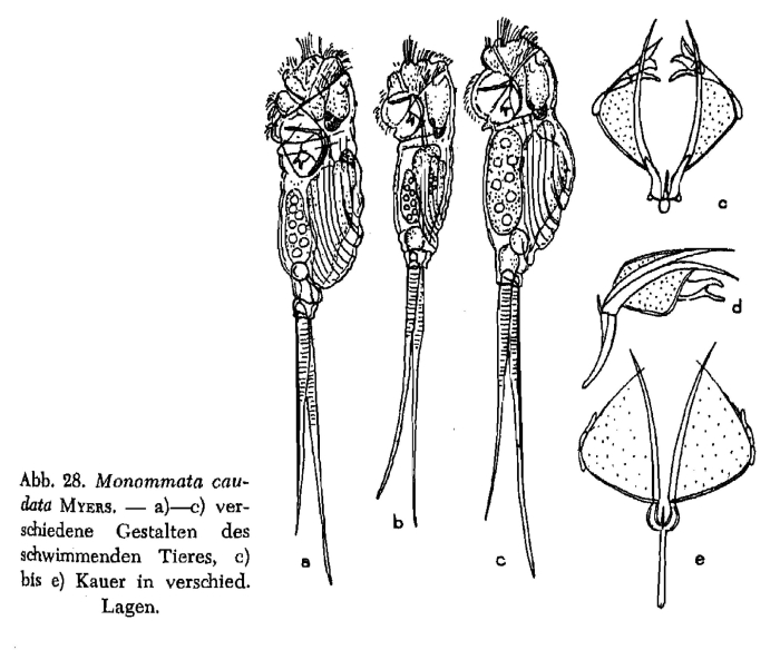Monommata caudata Monommata caudata