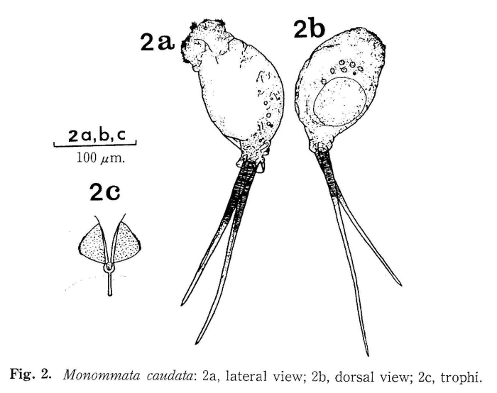 Monommata caudata