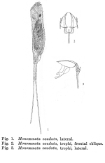 Monommata caudata - Original description image