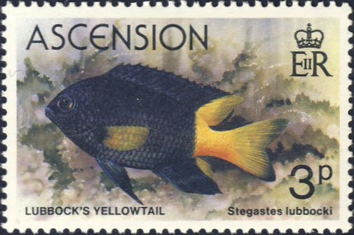 Stegastes lubbocki Stegastes lubbocki