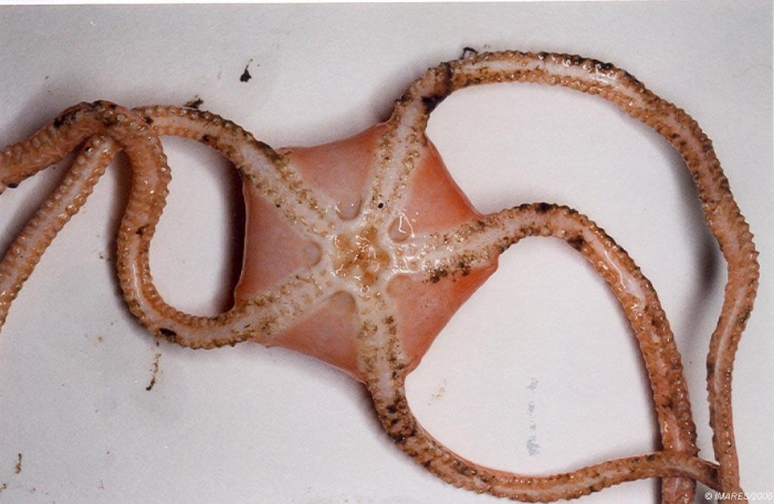 Asteronyx loveni J. Müller & Troschel, 1842 Asteronyx loveni J. Müller & Troschel, 1842