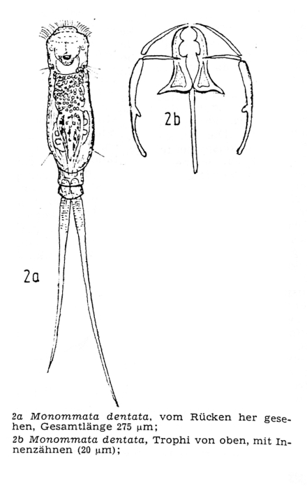 Monommata dentata