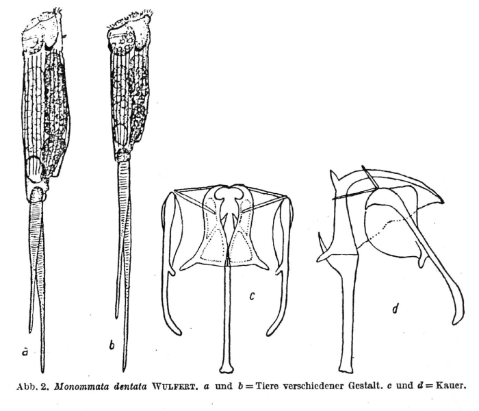 Monommata dentata