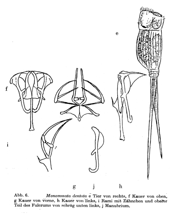 Monommata dentata Monommata dentata