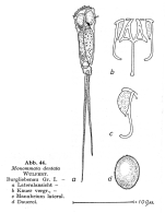 Monommata dentata