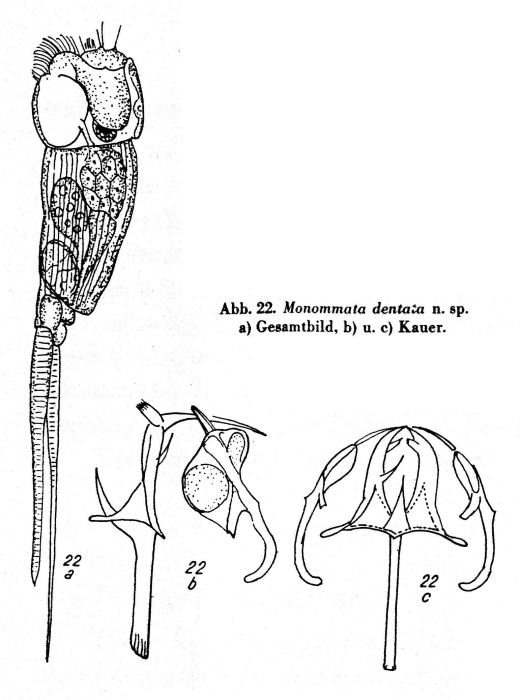 Monommata dentata - Original description image