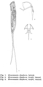 Monommata diaphora - Original description image