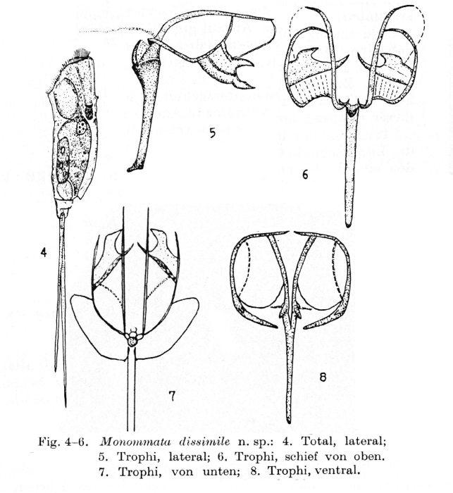 Monommata dissimilis - Original description image
