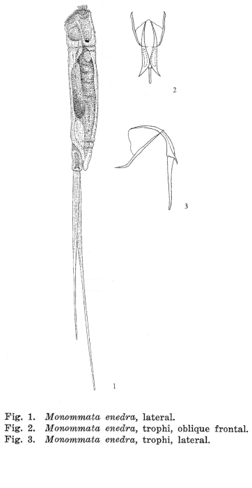 Monommata enedra - Original description image