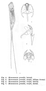 Monommata grandis