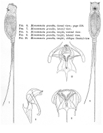 Monommata grandis
