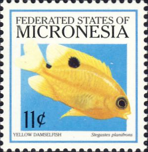 Stegastes planifrons Stegastes planifrons