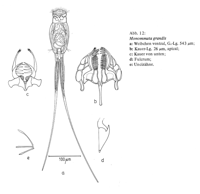 Monommata grandis Monommata grandis