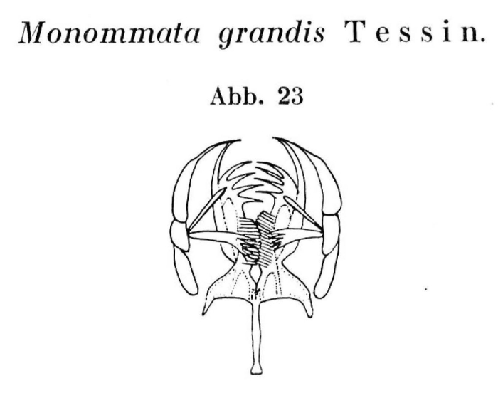 Monommata grandis