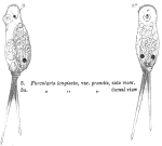 Monommata grandis
