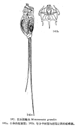 Monommata grandis