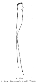 Monommata grandis