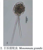 Monommata grandis