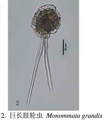 Monommata grandis